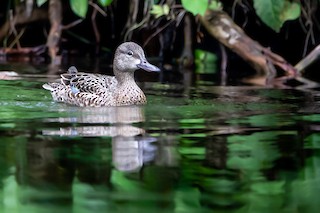 Blue-winged Teal, ML331542751