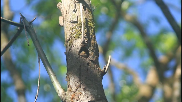 Central American Pygmy-Owl - ML331549471