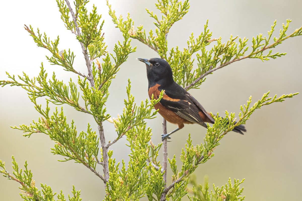 Orchard Oriole - ML331550681