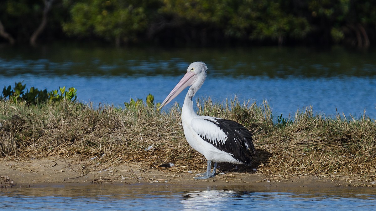 pelikán australský - ML33155291