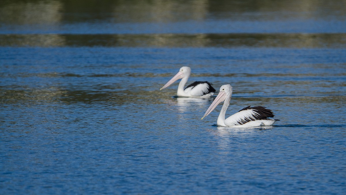 pelikán australský - ML33155301