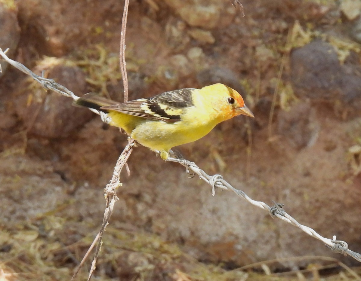 Western Tanager - Mary Tannehill