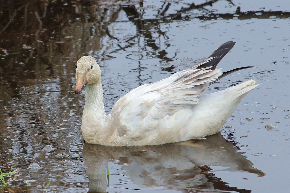 Snow Goose - Caileigh Kirkby