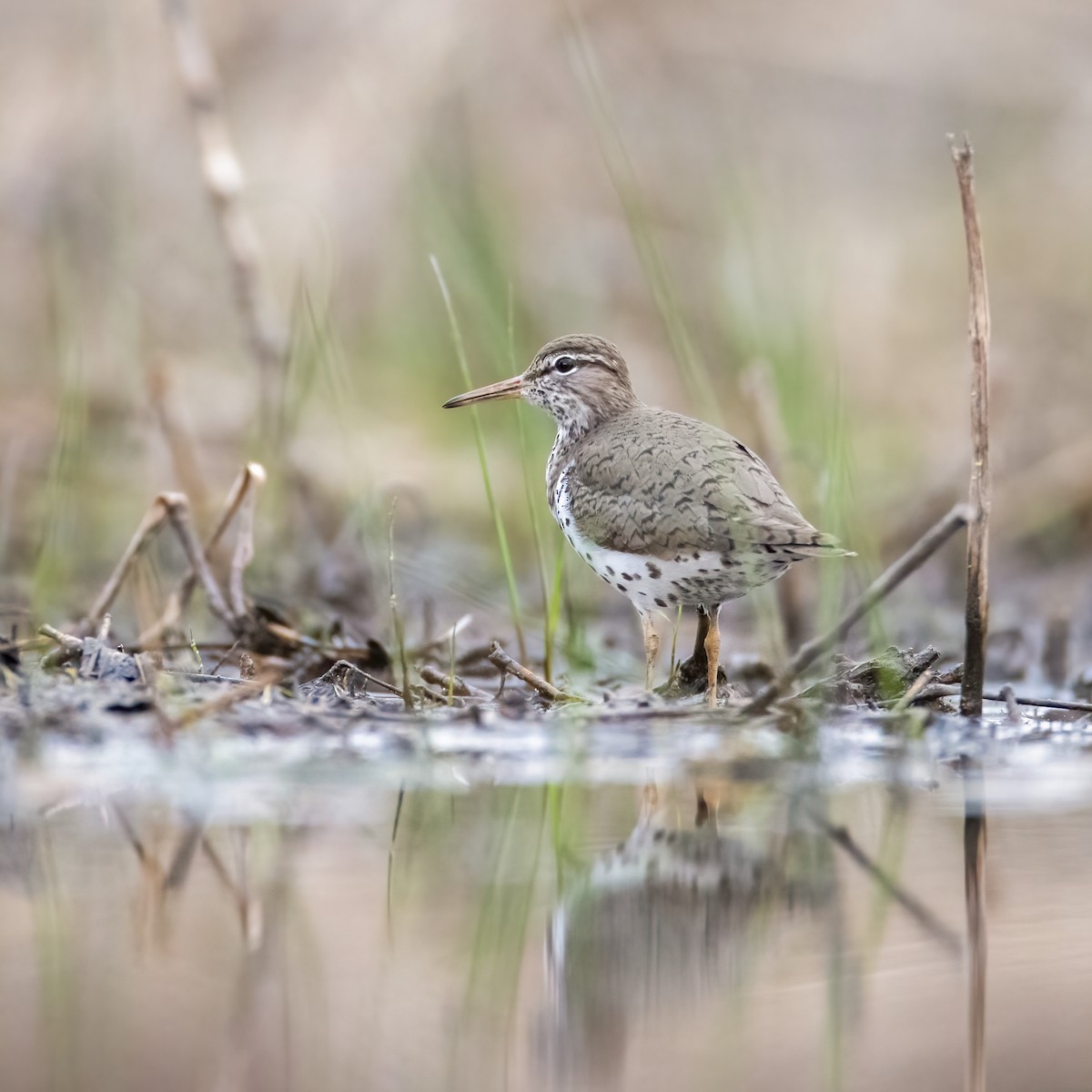 Spotted Sandpiper - Nick  Stroot