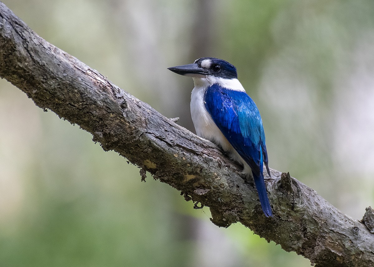 Forest Kingfisher - ML331567761