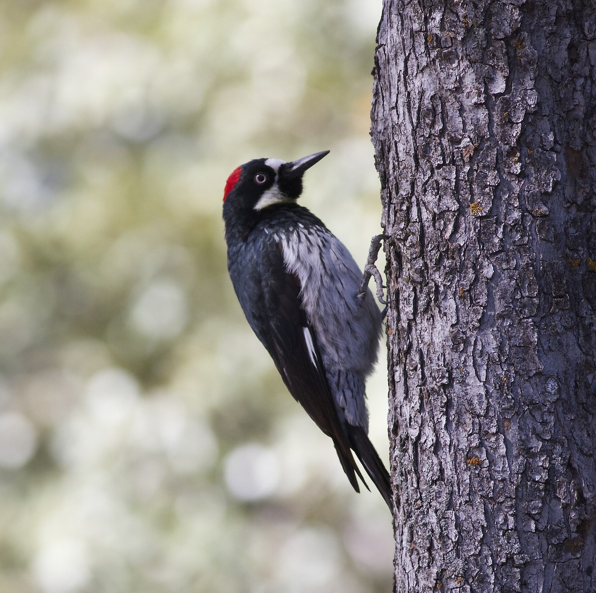 Acorn Woodpecker - ML33156931
