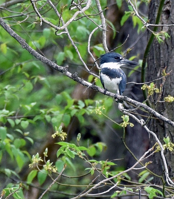 Belted Kingfisher - ML331572501
