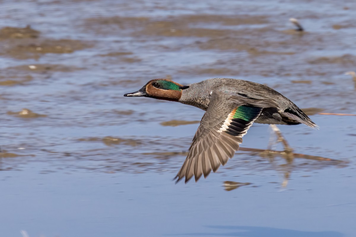 Green-winged Teal - ML331572871