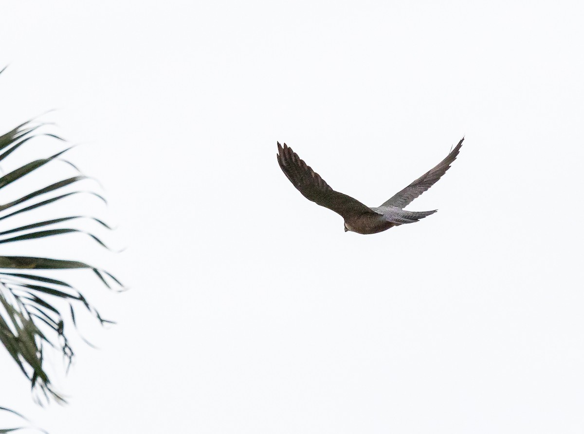 Peregrine Falcon (Australian) - Chris Barnes