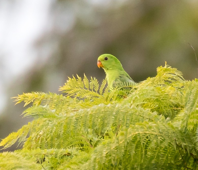 Red-winged Parrot - Chris Barnes