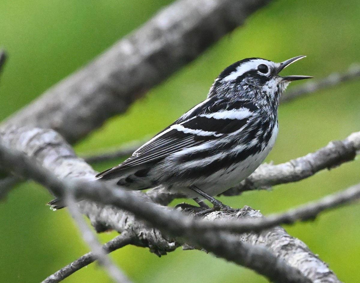 Black-and-white Warbler - ML331584531