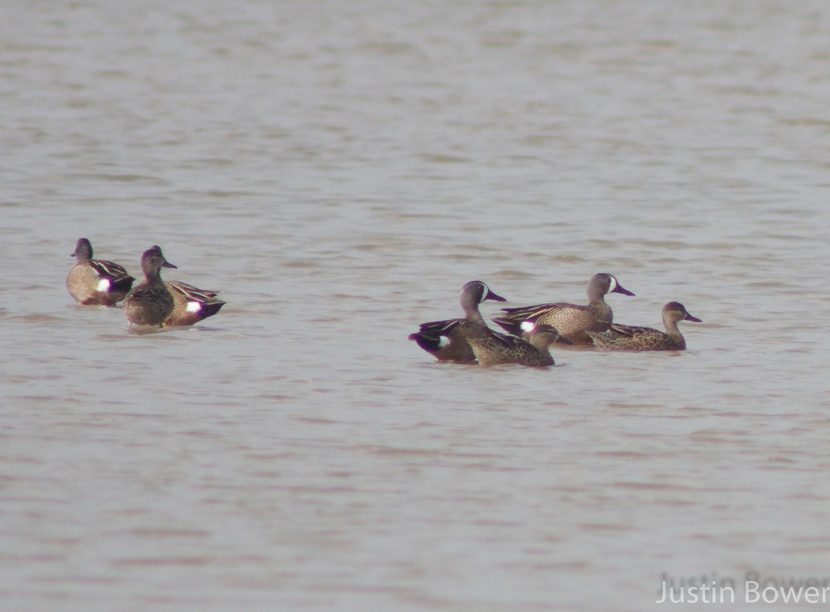 Blue-winged Teal - Justin Bower