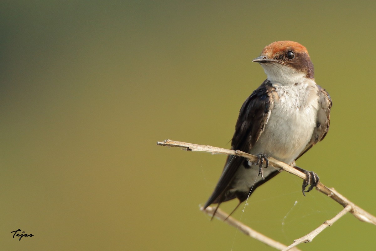 Wire-tailed Swallow - ML331586351