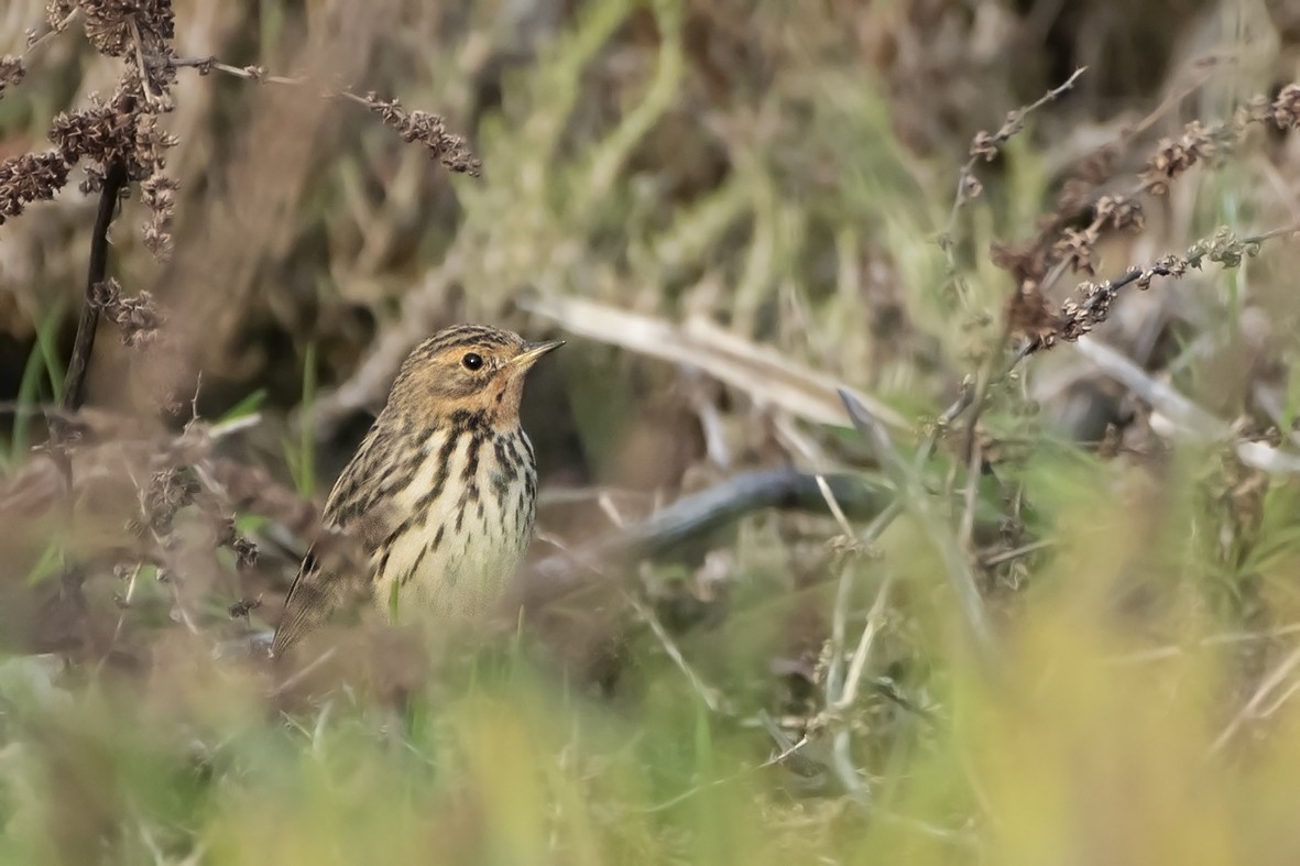 Red-throated Pipit - ML331588681