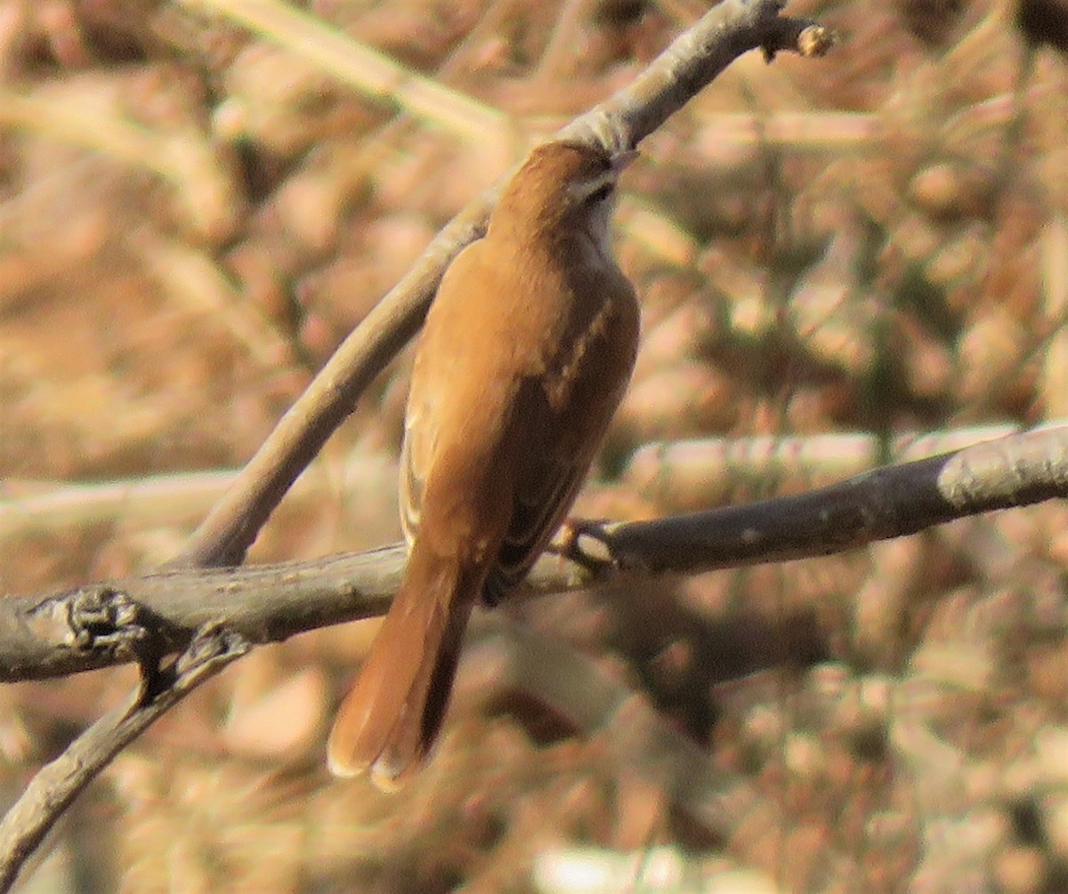 Rufous-tailed Scrub-Robin (African) - ML331589661