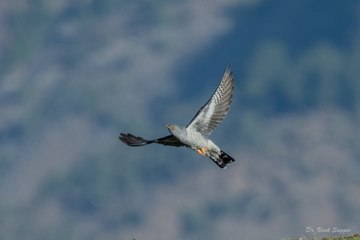 Common Cuckoo - ML331589711