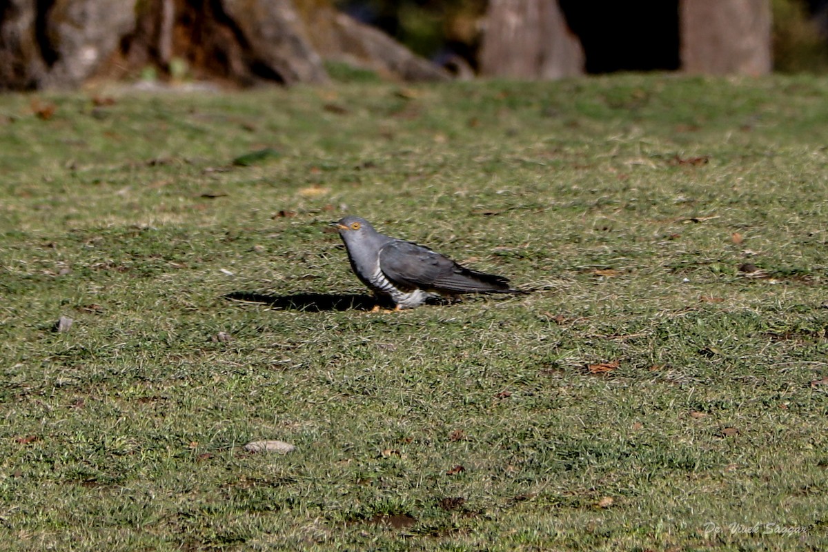 Common Cuckoo - ML331589741