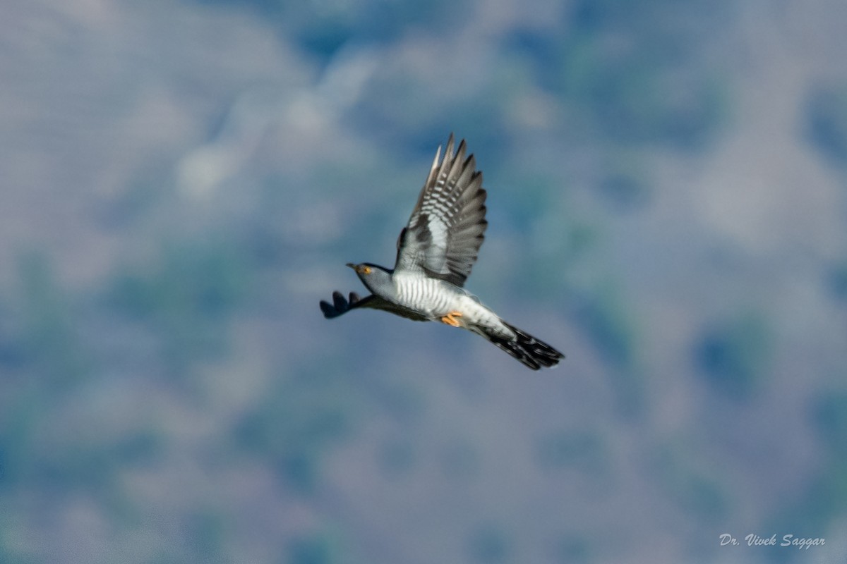 Common Cuckoo - ML331589881