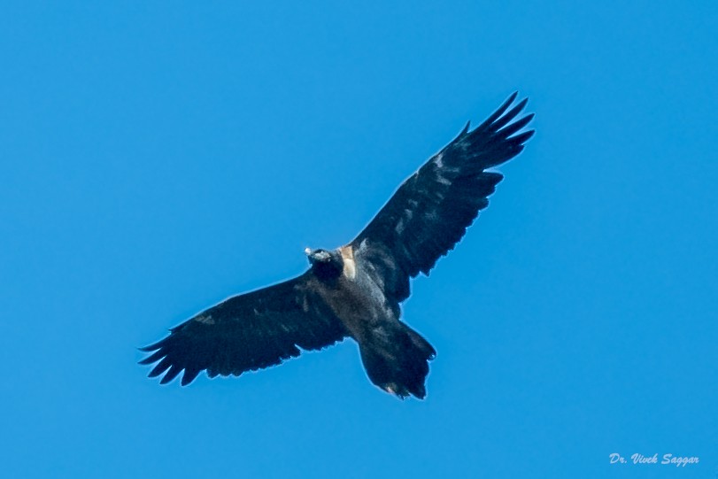 Bearded Vulture - ML331589901