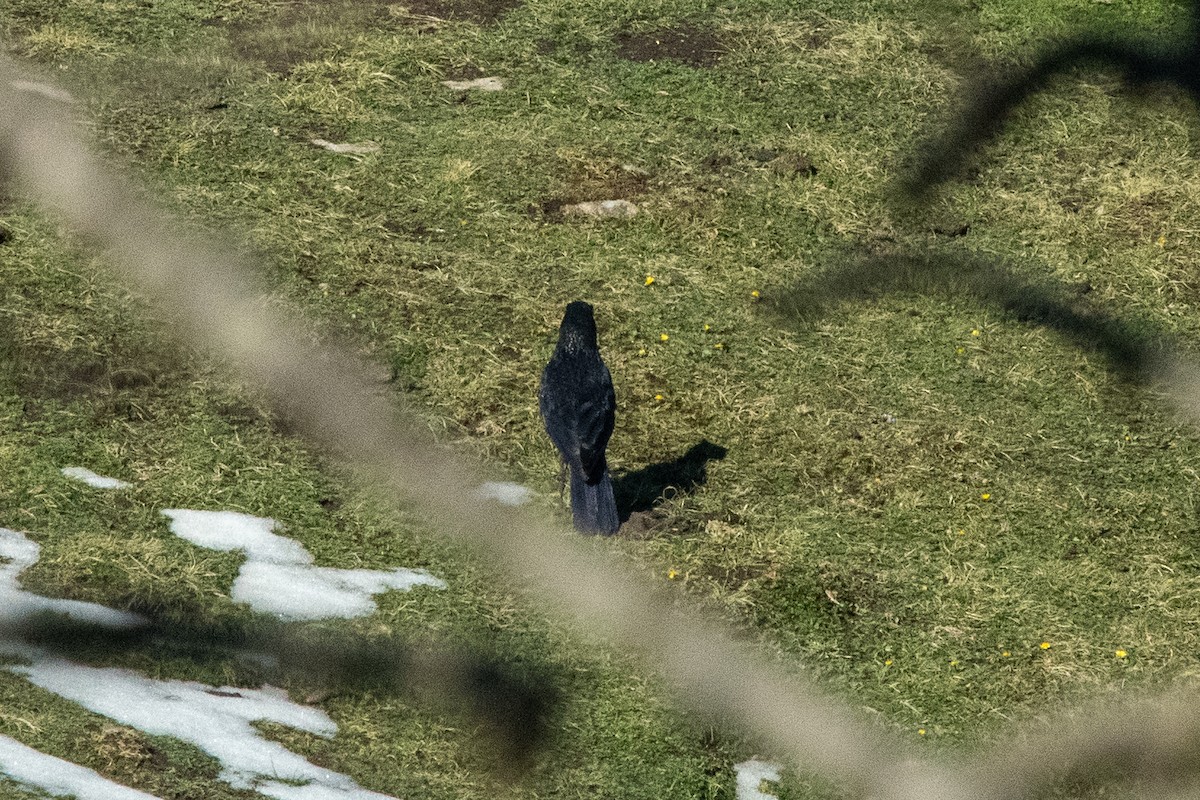 Large-billed Crow - ML331590271