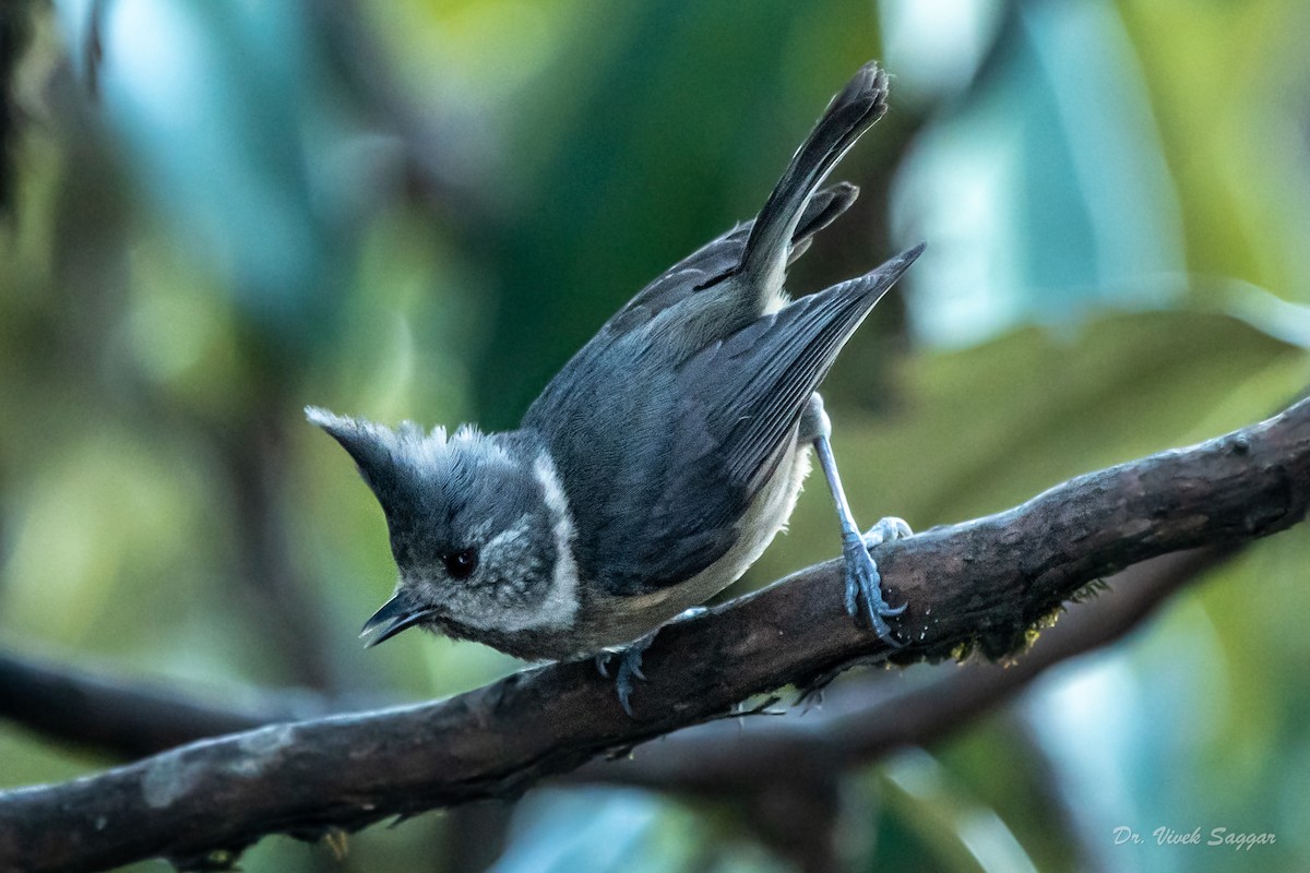 Gray-crested Tit - ML331590481