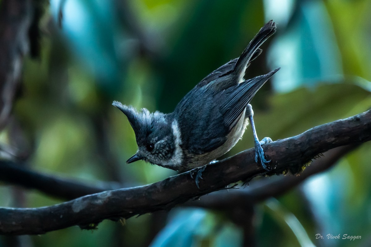 Gray-crested Tit - ML331590531