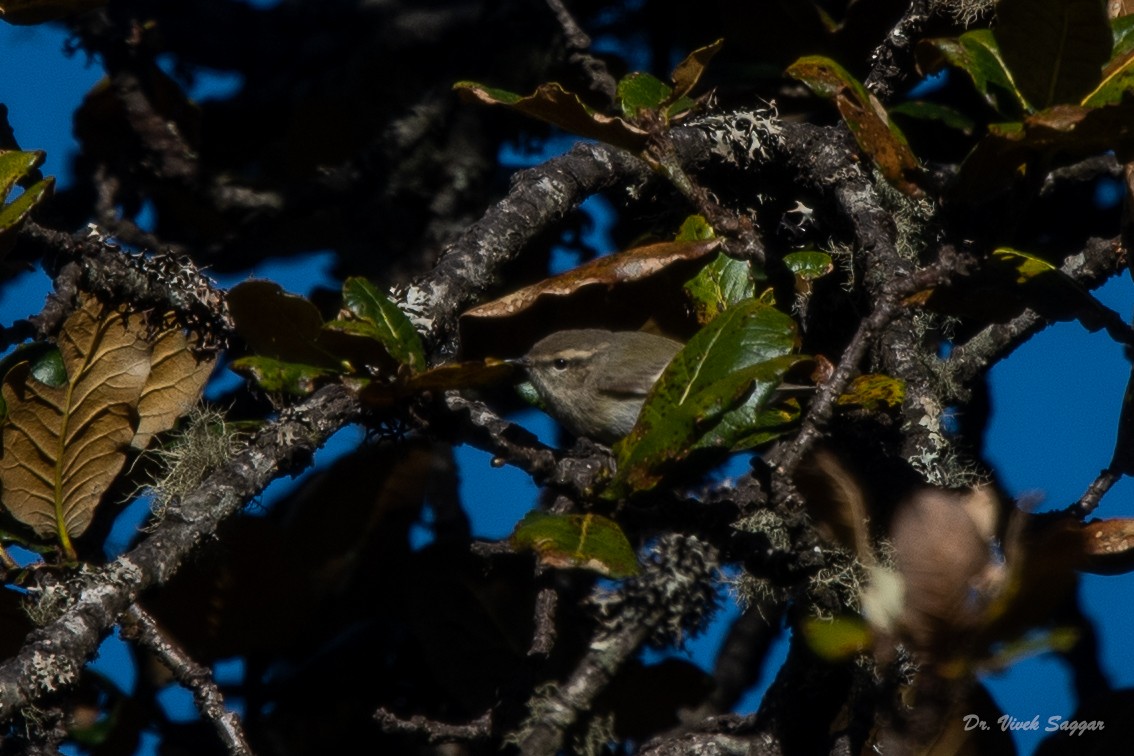Hume's Warbler - ML331590611