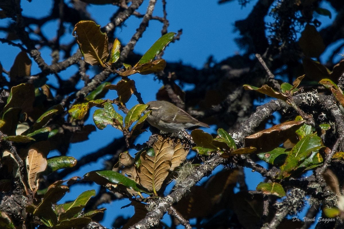 Hume's Warbler - ML331590701