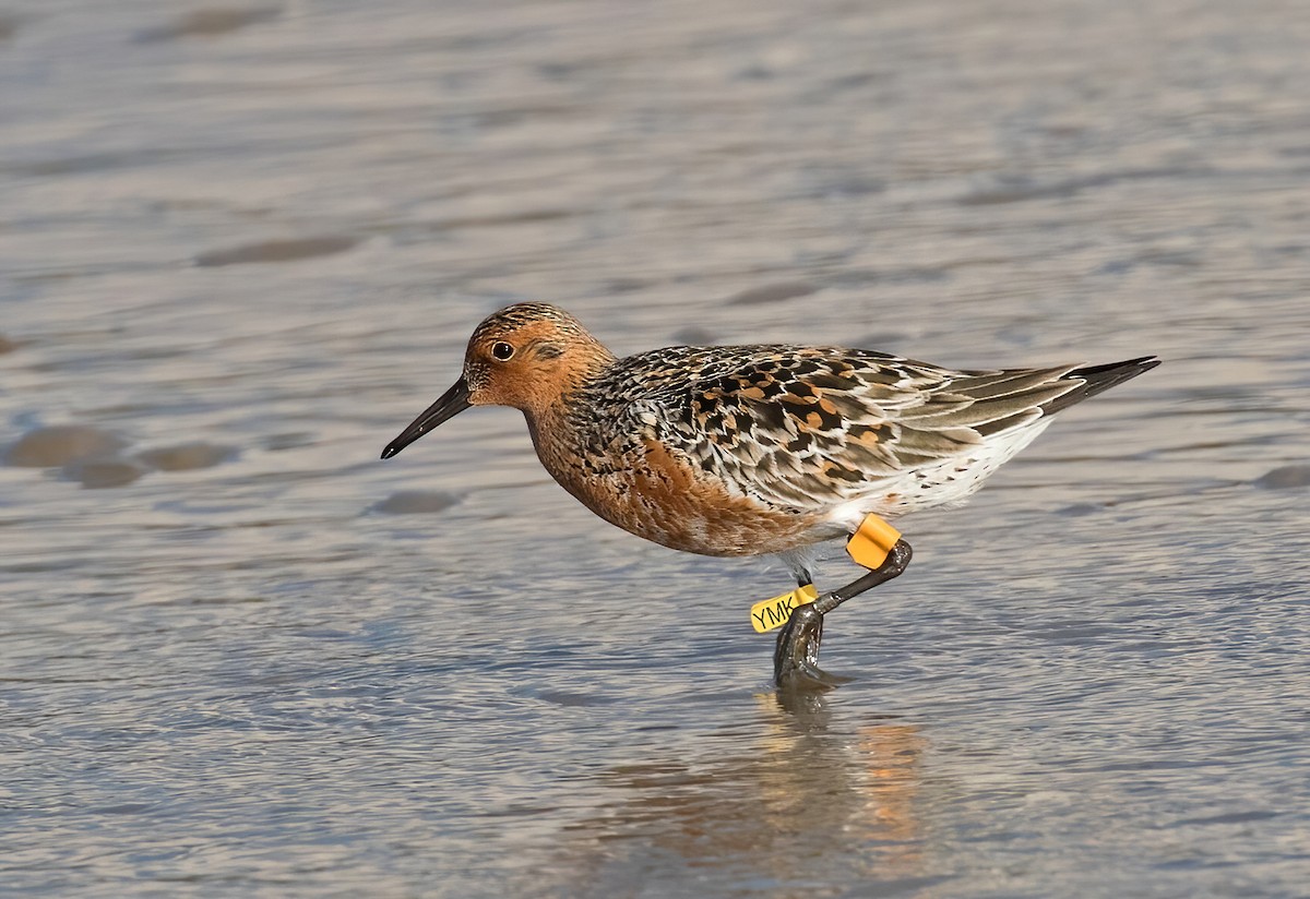 Red Knot - Dave Bakewell