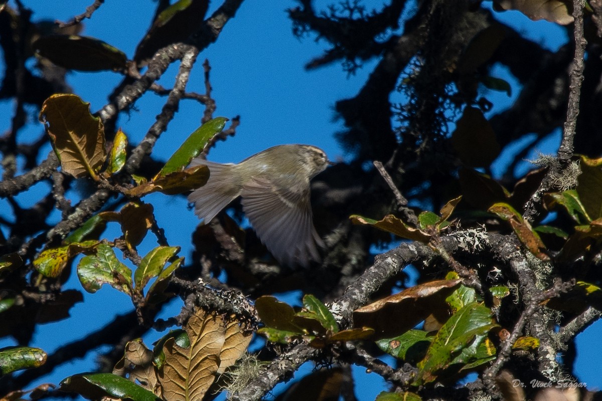 Hume's Warbler - ML331590801