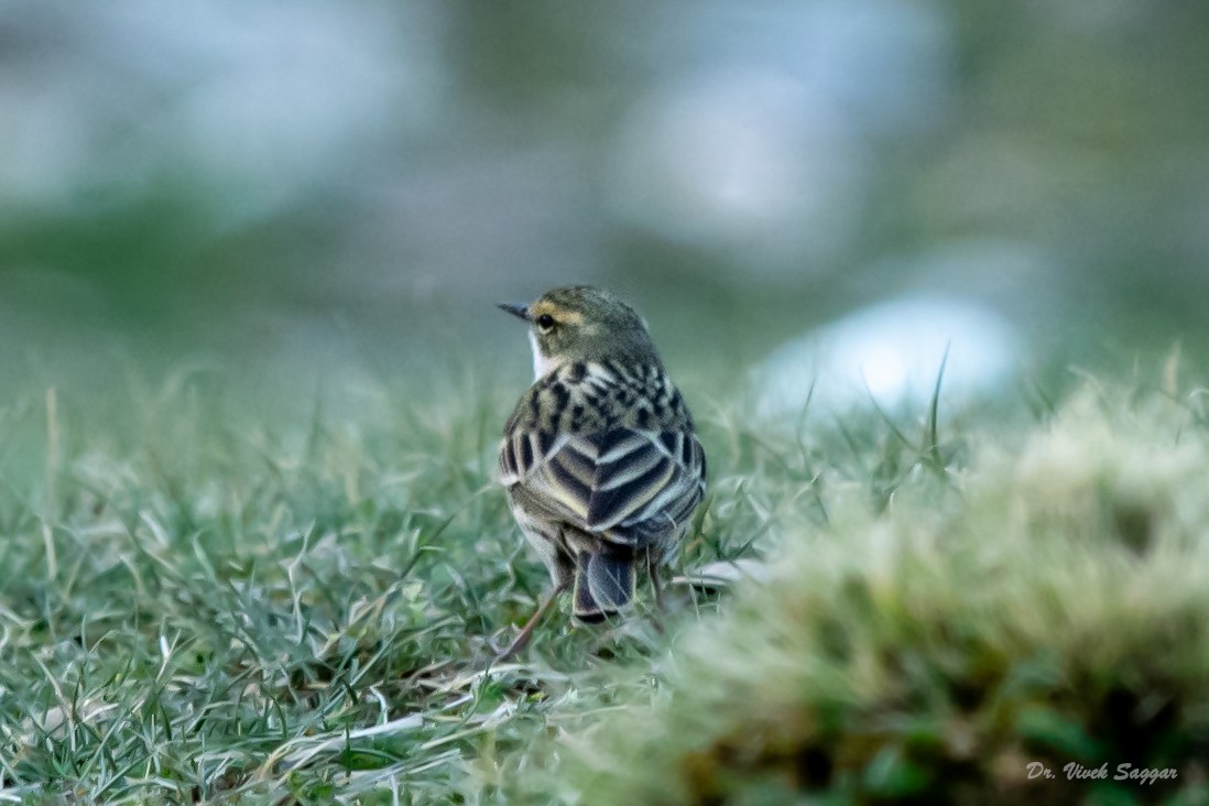 Rosy Pipit - ML331591451