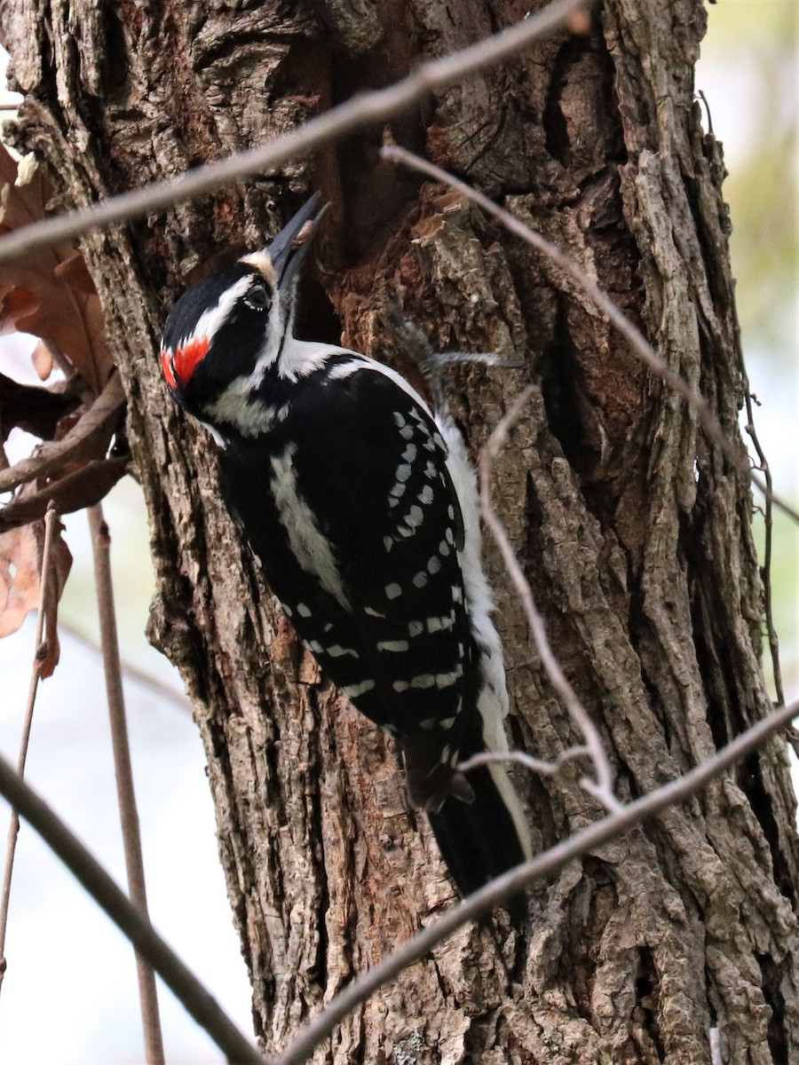 Hairy Woodpecker - ML331596281