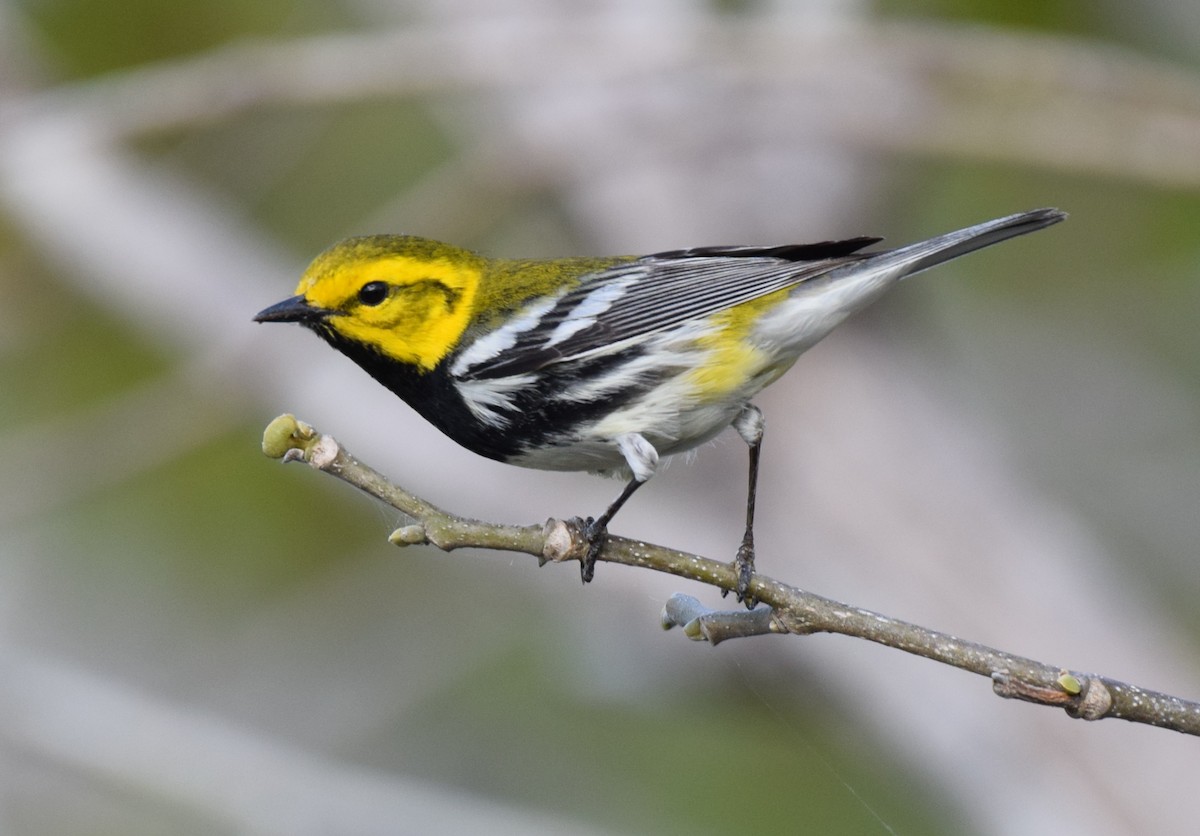 Black-throated Green Warbler - Dimitris Dimopoulos
