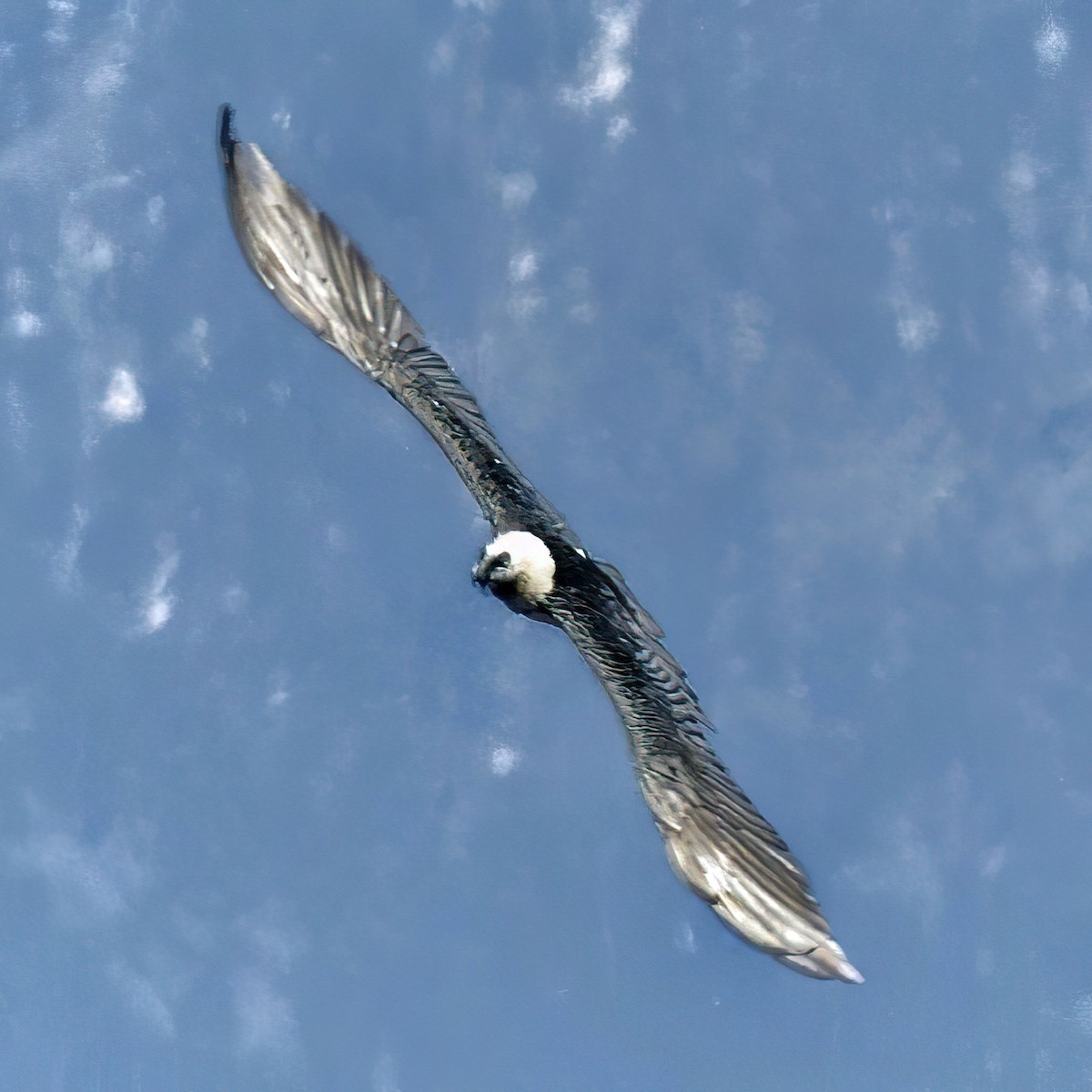 Bearded Vulture - ML331599071