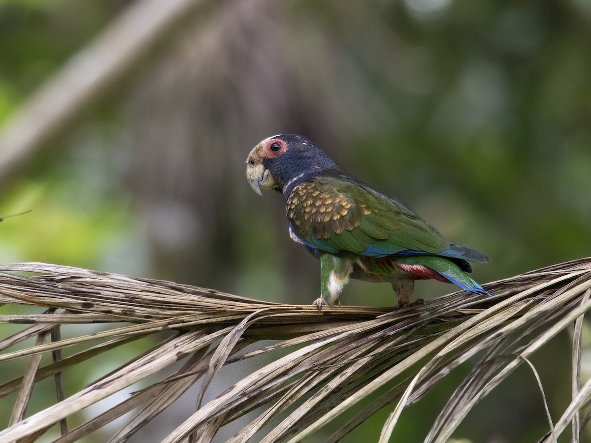 White-crowned Parrot - ML331599161