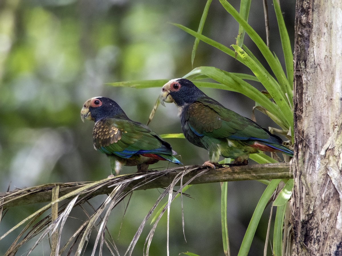 White-crowned Parrot - Garima Bhatia