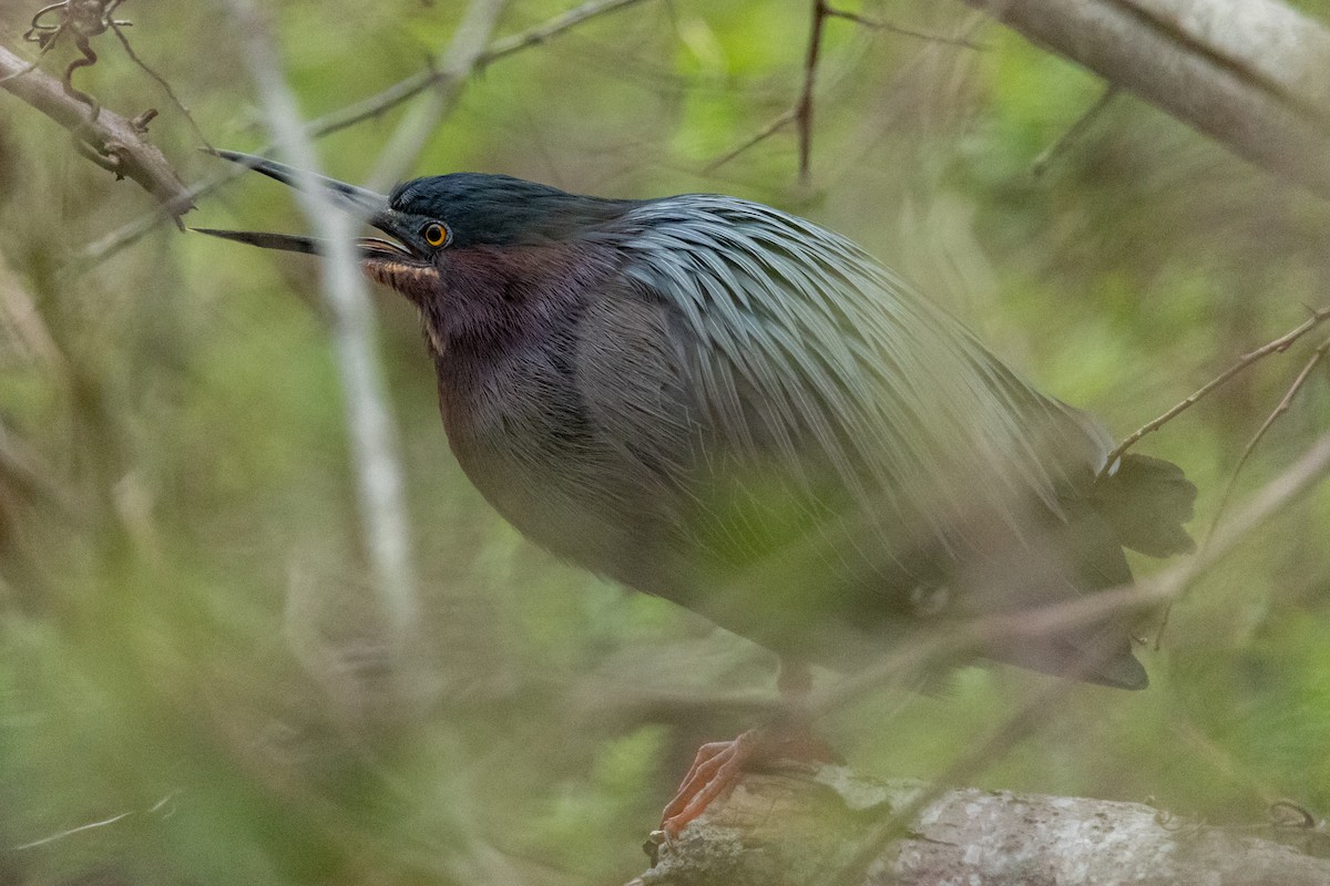 Ebird Checklist 28 Apr 2021 Long Pasture 8 Species