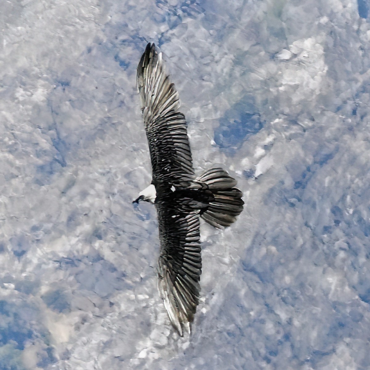 Bearded Vulture - ML331599681