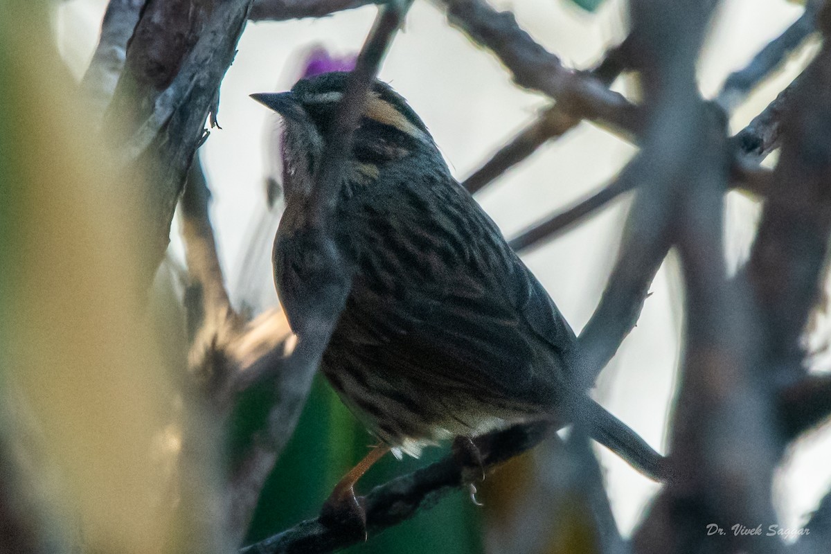Rufous-breasted Accentor - ML331600331