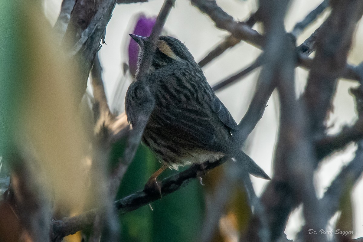 Rufous-breasted Accentor - ML331600341