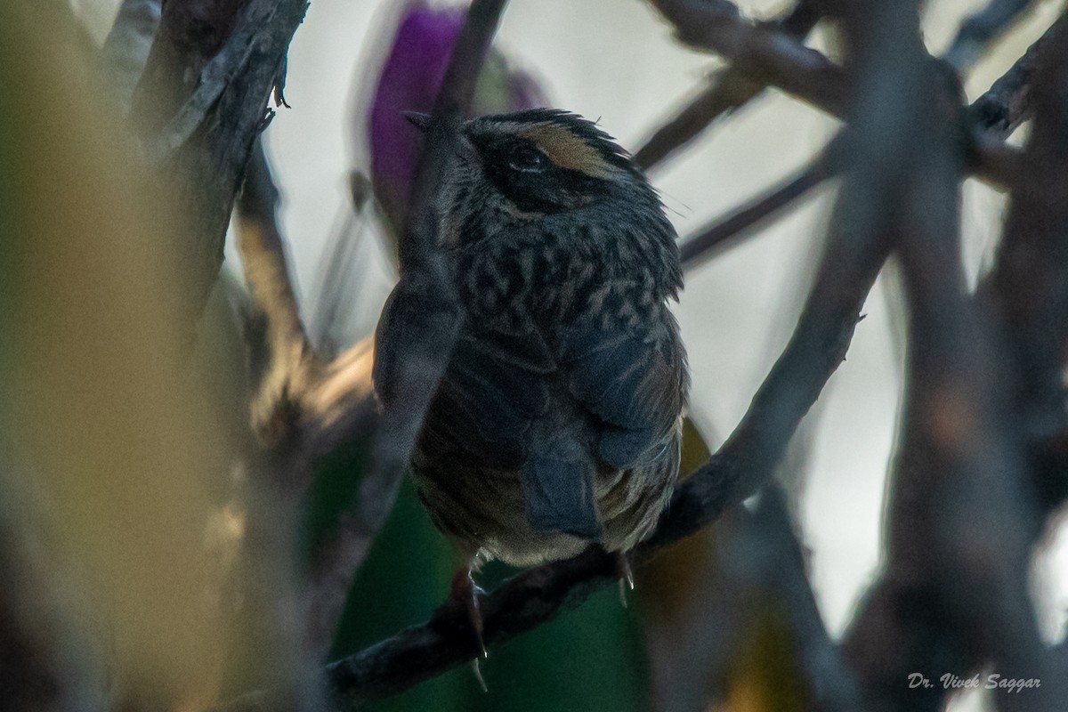 Rufous-breasted Accentor - ML331600351