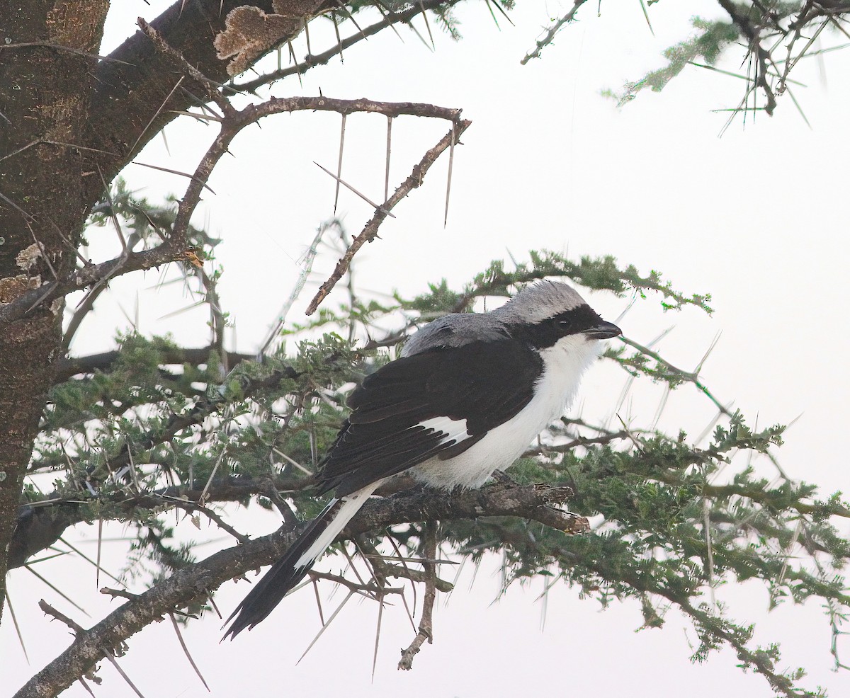 Gray-backed Fiscal - ML331601871