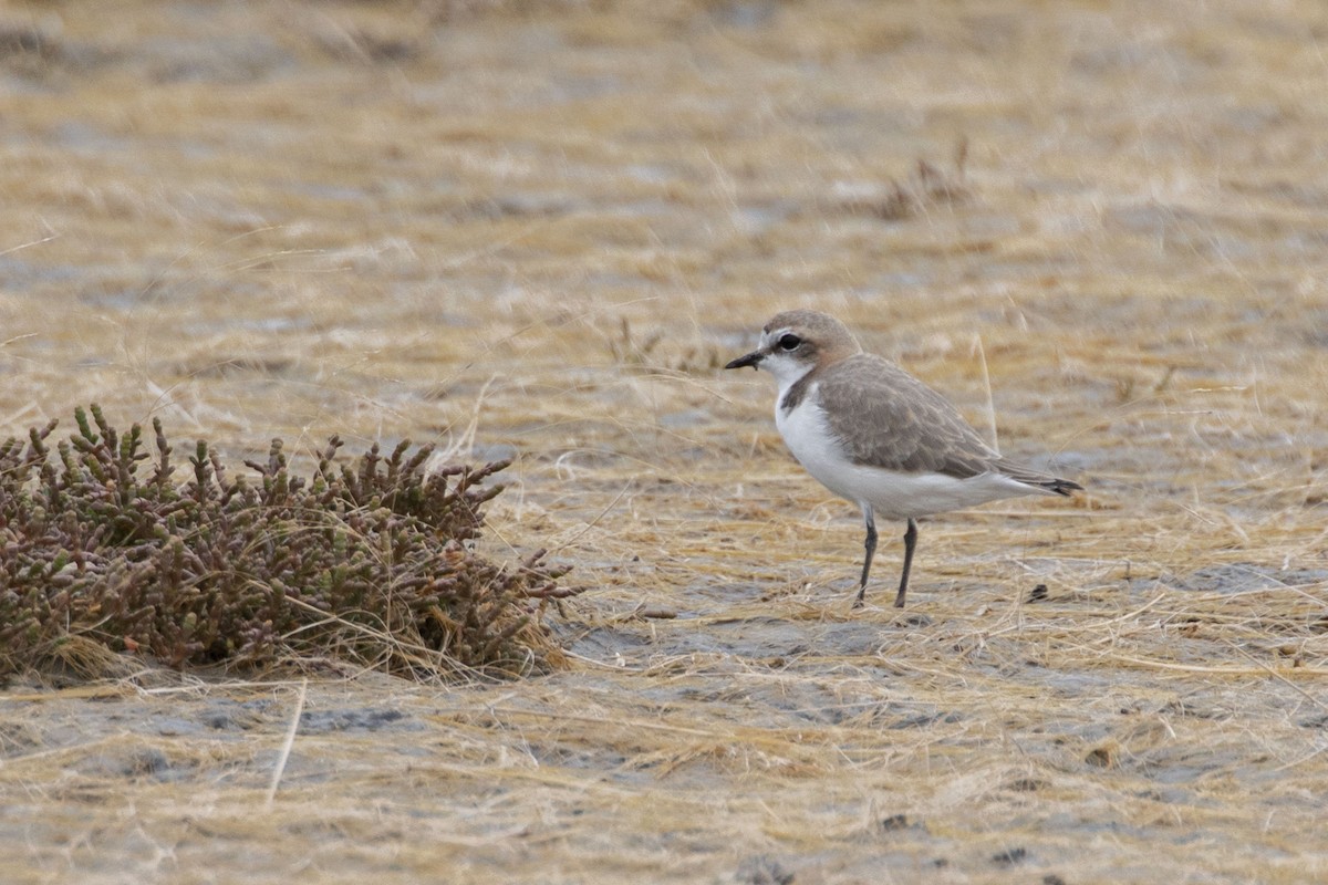 Red-capped Plover - ML331602241
