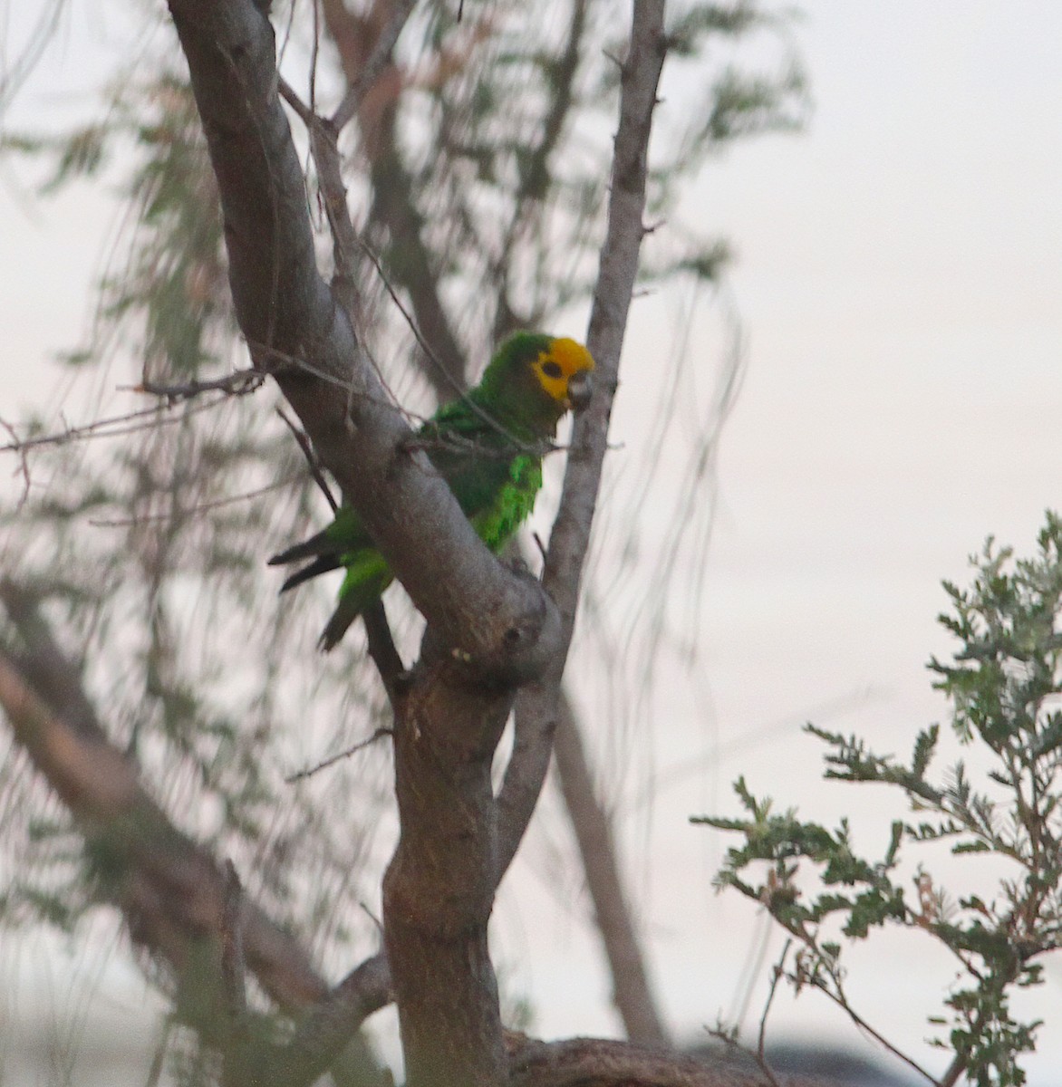 Yellow-fronted Parrot - ML331603121
