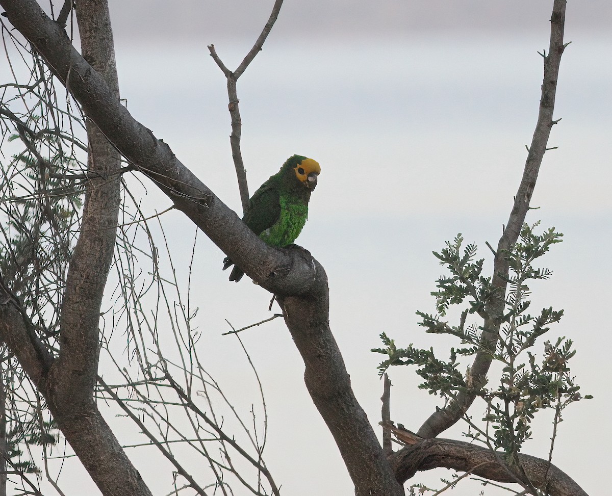 Yellow-fronted Parrot - ML331603331