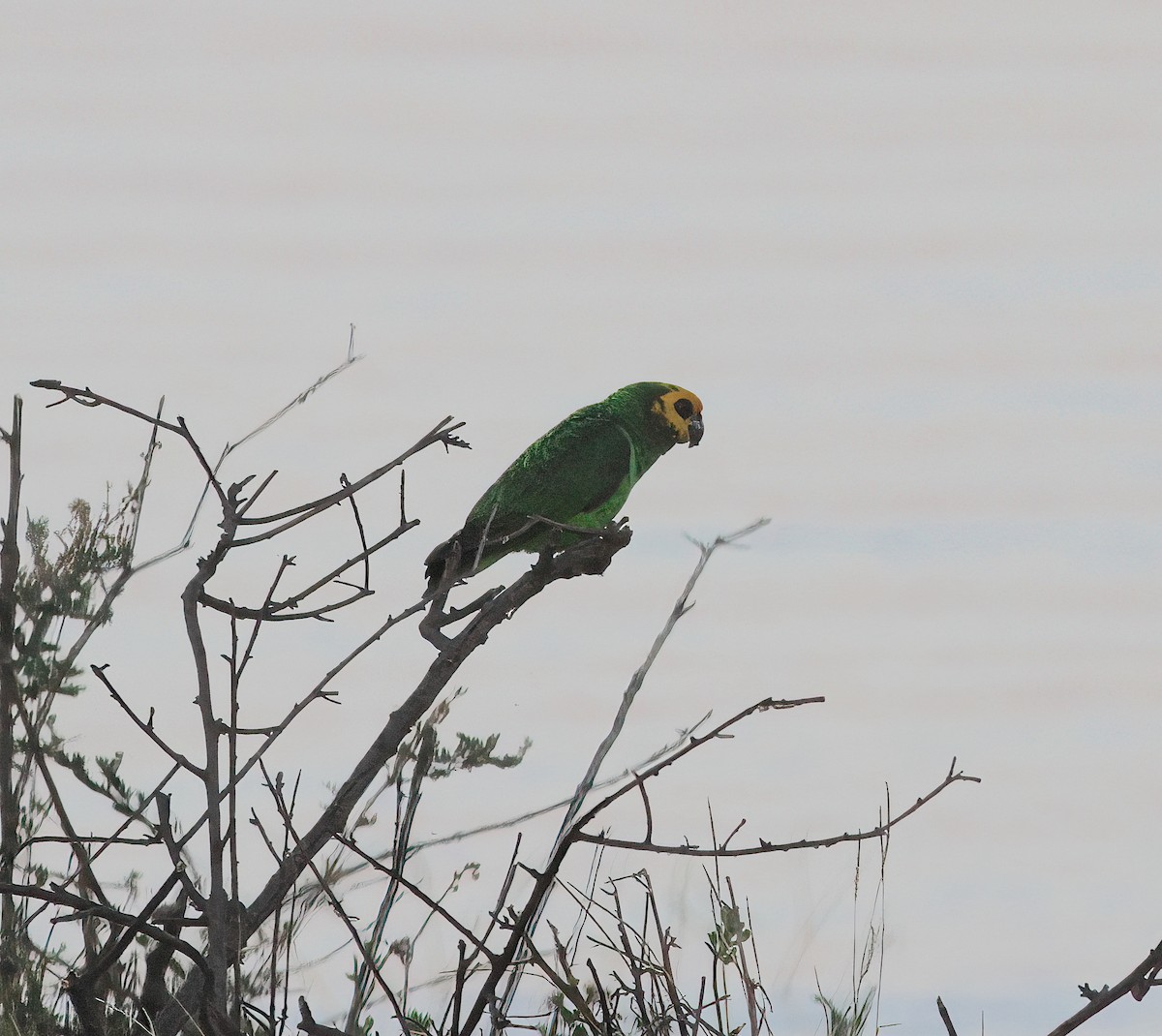 Yellow-fronted Parrot - ML331603391