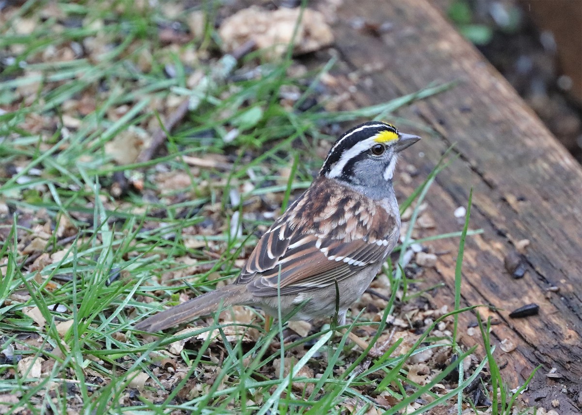 White-throated Sparrow - ML331604051