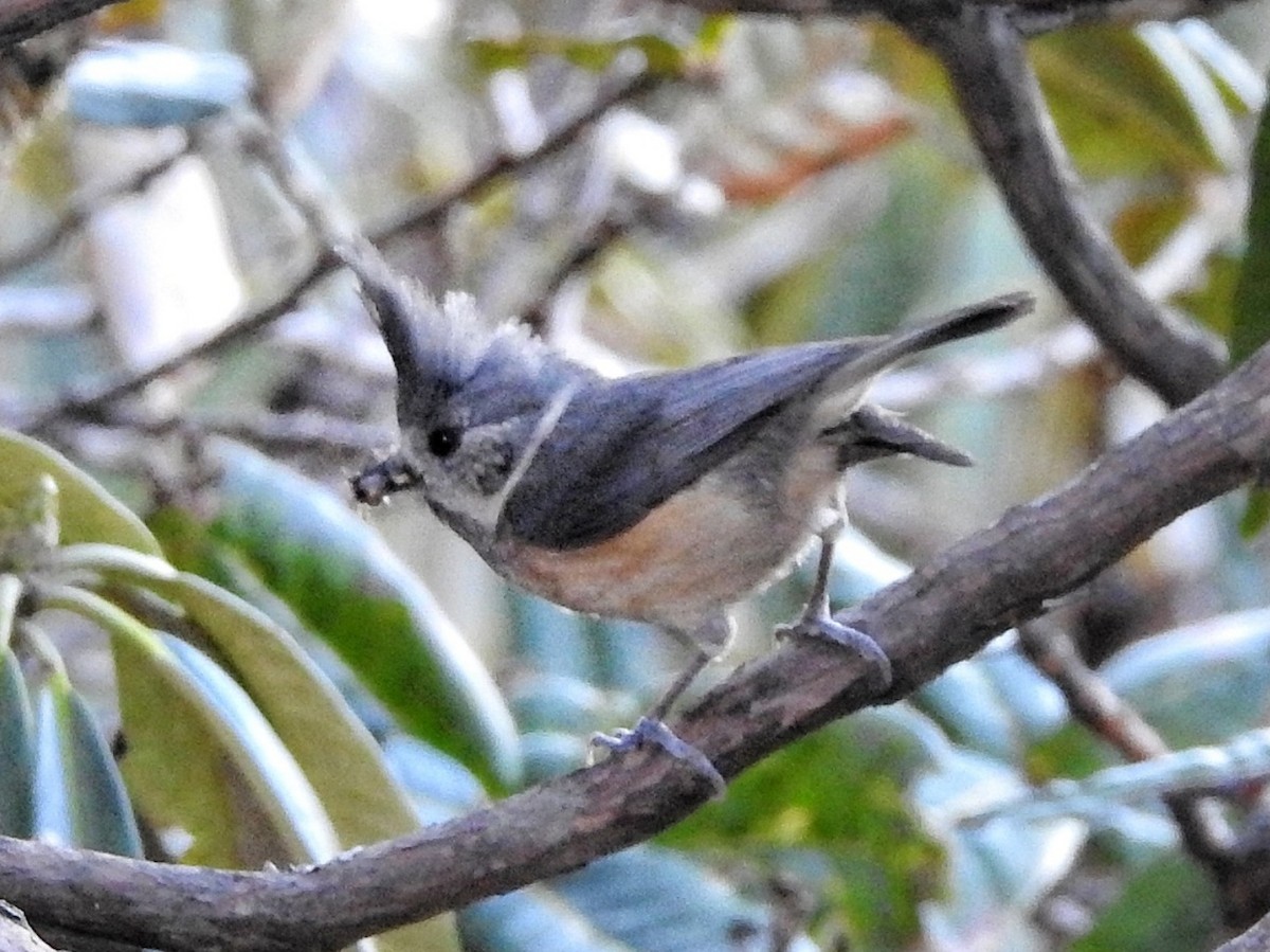 Gray-crested Tit - ML331604731
