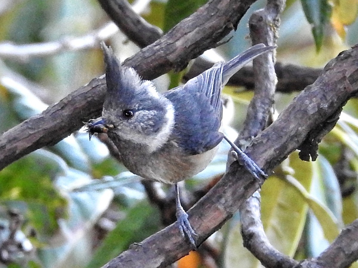 Gray-crested Tit - ML331604741
