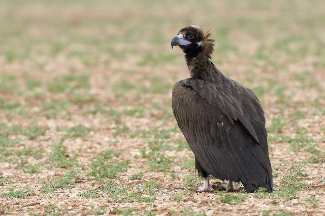 Possible Formative Cinereous Vulture. - Cinereous Vulture - 